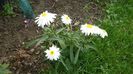 Picture 2585