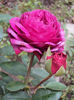 DSC00306