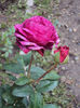 DSC00307