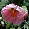 390Abutilon-LogeesPink