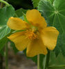 abutilon