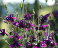 7670229-beautiful-dark-purple-wild-aquilegia-vulgaris-flowers