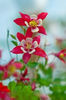 9499093-pink-flowers-of-aquilegia-origami-shallow-depth-of-field