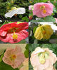 abutilon