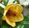 abutilon_fools_gold