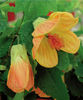 abutilon_galben_artar_de_camera