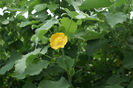 Abutilon_indicum_flower