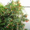abutilon_pictum