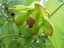 Abutilon_sandwicense_(5112744333)