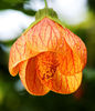 Abutilon_striatum08Nov06
