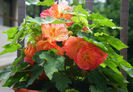 abutilon4