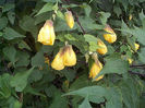 abutilon-amarillo