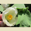 Abutilon-hybridum-white