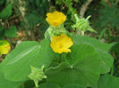 abutilon-indicum