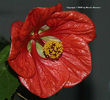 Abutilon-nabob-c