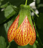 abutilon-Patrick-web