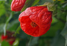 Abutilon-Red