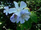 Abutilon-x-Suntense-May-31st-2