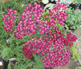 Achillea%20millefolium%20