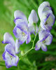 Aconitum%20cammarum%20