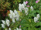 Aconitum%20cammarum%20