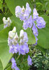 Aconitum%20carmichaelii%20