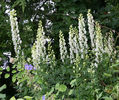 Aconitum%20napellus%20Albidum