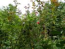 DSCN3405