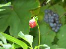 DSCN3411