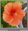 hibiscus Moorea Accent Orange
