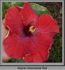 hibiscus Moorea Instantanee Red