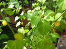 Lampadare comestibile de physalis.