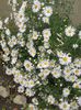 DSCN1526