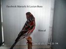 SAM_2581