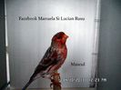 SAM_2585