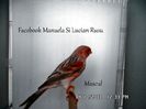 SAM_2633