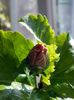 hibiscus5