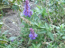 DSCF2923