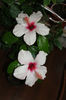 hibiscus Apple Blossom