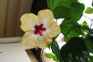 hibiscus Silvya Goodman