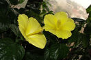 hibiscus  Butterfly