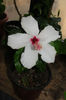 hibiscus Apple Blossom