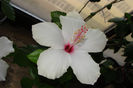 hibiscus Arnottianus
