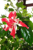 hibiscus  Baptistii
