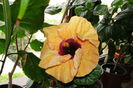 hibiscus Paper Tree