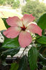 hibiscus  Storckii
