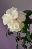 hibiscus alb batut