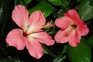 hibiscus  Storckii