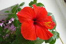 hibiscus  Brilliance