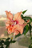 hibiscus El capitolio Sport